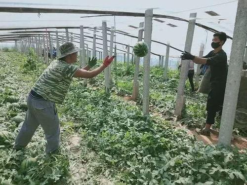 小呱唧吃瓜  第2张