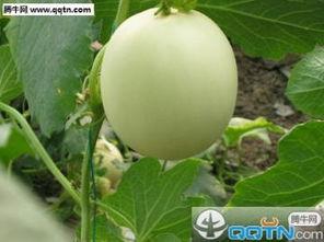 小孩瓜地吃甜瓜,小瓜娃子甜瓜园里的欢乐时光