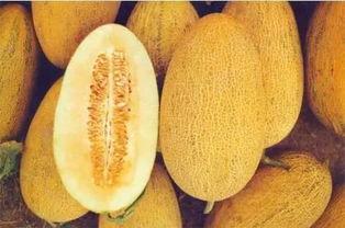 吃冰哈密瓜呕吐腹痛,呕吐腹痛背后的真相 第1张 吃冰哈密瓜呕吐腹痛,呕吐腹痛背后的真相 第1张