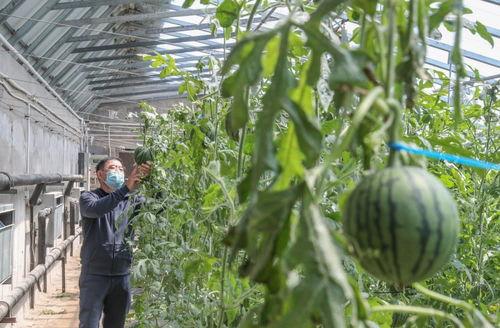 我在村东头吃瓜,夏日闲情话家常