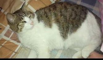 猫咪吃瓜声音,猫咪吃瓜的趣味瞬间 第1张 猫咪吃瓜声音,猫咪吃瓜的趣味瞬间 第1张