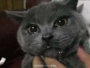 猫咪吃瓜声音,猫咪吃瓜的趣味瞬间 第2张 猫咪吃瓜声音,猫咪吃瓜的趣味瞬间 第2张