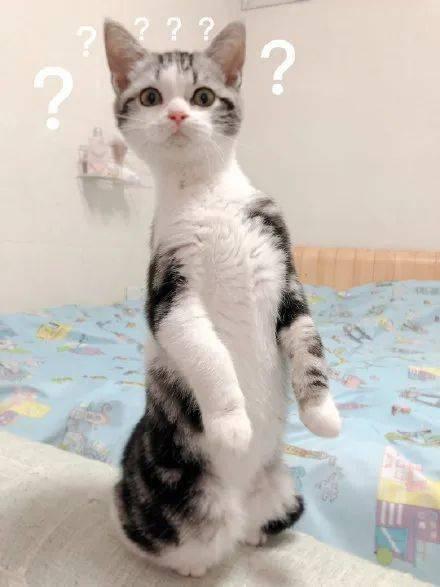 猫咪吃瓜声音,猫咪吃瓜的趣味瞬间 第3张 猫咪吃瓜声音,猫咪吃瓜的趣味瞬间 第3张