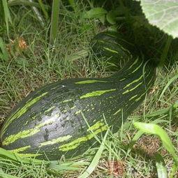 移植可以吃方瓜,探索异域美食的融合与创新