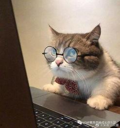 吃瓜头像小猫图文,小猫化身“吃瓜群众”的趣味瞬间 第3张 吃瓜头像小猫图文,小猫化身“吃瓜群众”的趣味瞬间 第3张