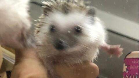 树下吃瓜的刺猬,一场意外的夏日奇遇  第1张