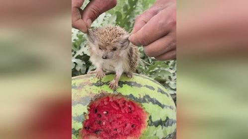 树下吃瓜的刺猬,一场意外的夏日奇遇  第2张