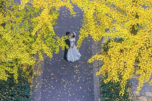 吃瓜成都银杏,吃瓜群众的休闲天堂