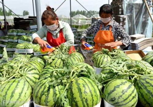 莱瓜怎吃,从挑选到烹饪的全方位指南