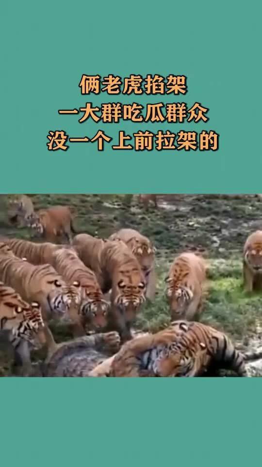 吃瓜的老虎作品