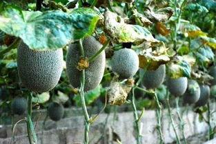 吃瓜炸裂黄色,揭秘黄色现象背后的真相  第1张