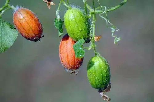 怀孕可以吃王瓜吗,王瓜在孕期食用安全解析